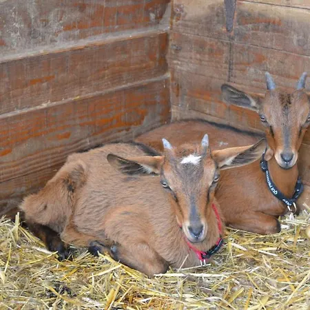 La Gernelle Бульон